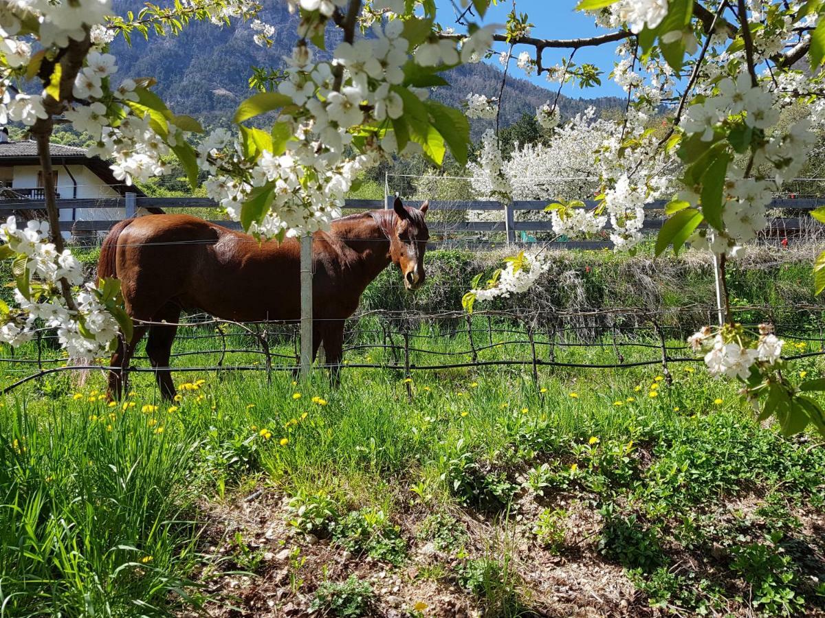 Haus Tirol Leilighet Caldaro Eksteriør bilde